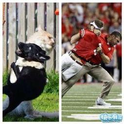 带你吃瓜搞笑遛狗,吃瓜搞笑，遛狗日常