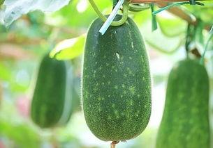 吃瓜也要看品种,吃瓜也要看品种，揭秘不同瓜类背后的秘密