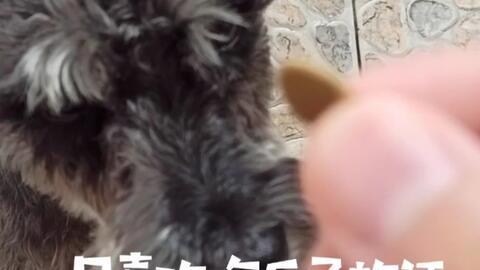 雪纳瑞吃瓜,萌态十足！