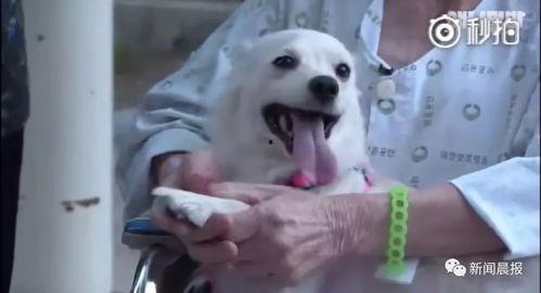 猫吵架小白狗吃瓜,小白狗成吃瓜群众