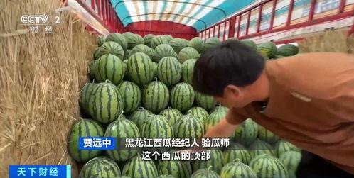 自由吃瓜地基,揭秘网络时代下的娱乐狂欢与社交新趋势