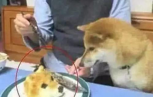 狗头君吃瓜大王