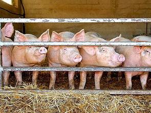 梦到喂猪吃瓜,猪儿吃瓜的奇幻之旅