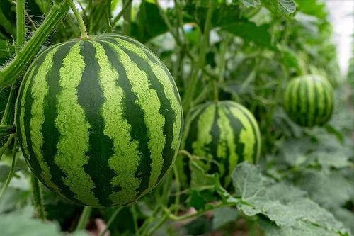 02年吃瓜,那些年我们一起“吃瓜”的疯狂岁月