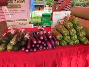 福州闽侯农民吃瓜,瓜果飘香话丰收