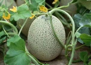 哈密瓜开吃,尽享夏日清新美味之旅