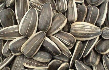 吃葵瓜会不会过敏