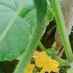 果儿吃瓜群,揭秘网络社交圈的趣味与争议