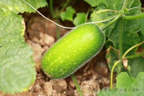 吃瓜节节高,揭秘美食狂欢背后的故事