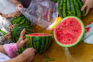 钓鱼吃瓜视频,揭秘网络红人的幕后生活