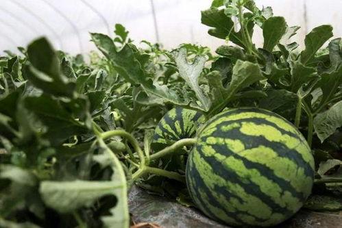 吃瓜不看路,轻松应对生活小插曲