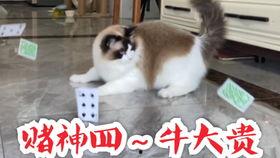 甜波吃瓜猫先生,揭秘网络红人的魅力与影响力