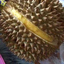 瓜仔吃榴莲,瓜仔的榴莲美食之旅