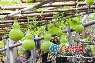 直播吃葫芦瓜,挑战吃下巨型葫芦瓜，趣味横生引网友热议