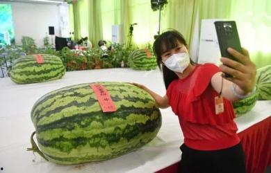 吃瓜群众的收获,揭秘娱乐圈幕后故事