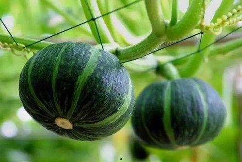 吃瓜贝贝,揭秘娱乐圈背后的那些事儿