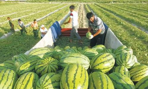 皮哥吃瓜图片,揭秘娱乐圈幕后真相