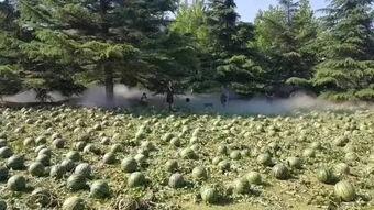 西安美院吃瓜,揭秘校园里的那些事儿