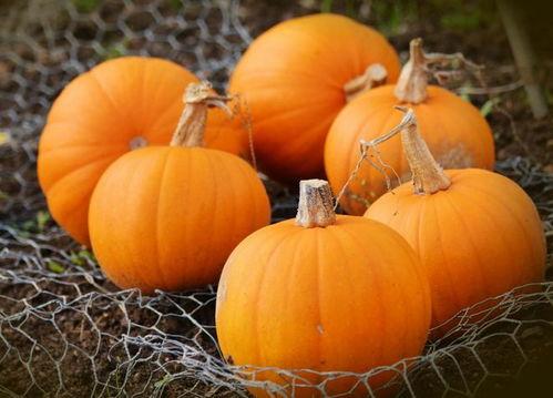 南瓜吃瓜网,揭秘美食背后的趣味故事