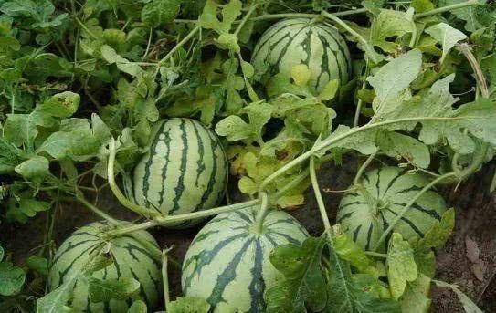 500km吃瓜,一场味蕾与风景的邂逅