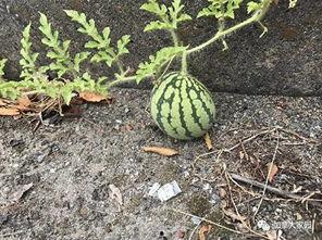 网红吃瓜搜索,揭秘娱乐圈幕后真相，带你领略明星们的真实生活