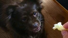 狗子吃瓜反而被吃,反遭瓜果“反噬”的奇妙遭遇