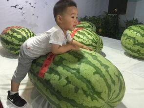 东莞最新吃瓜事件,揭秘背后惊人真相