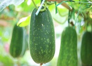 立秋宜吃瓜,探寻传统美食中的养生智慧