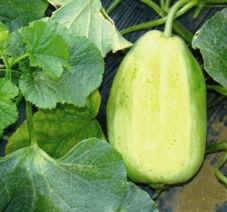 吃瓜投稿博网红吃瓜