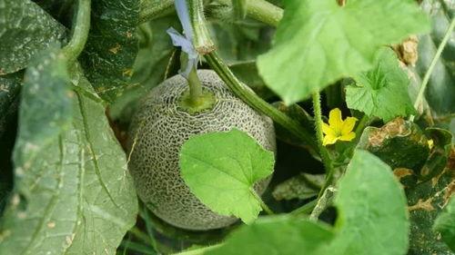 留着吃的瓜,探寻留着吃的瓜的奥秘