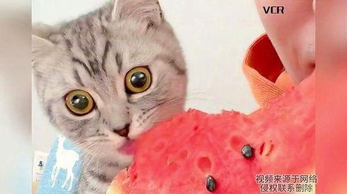 小猫站着吃瓜,小猫站立吃瓜，可爱瞬间引网友热议